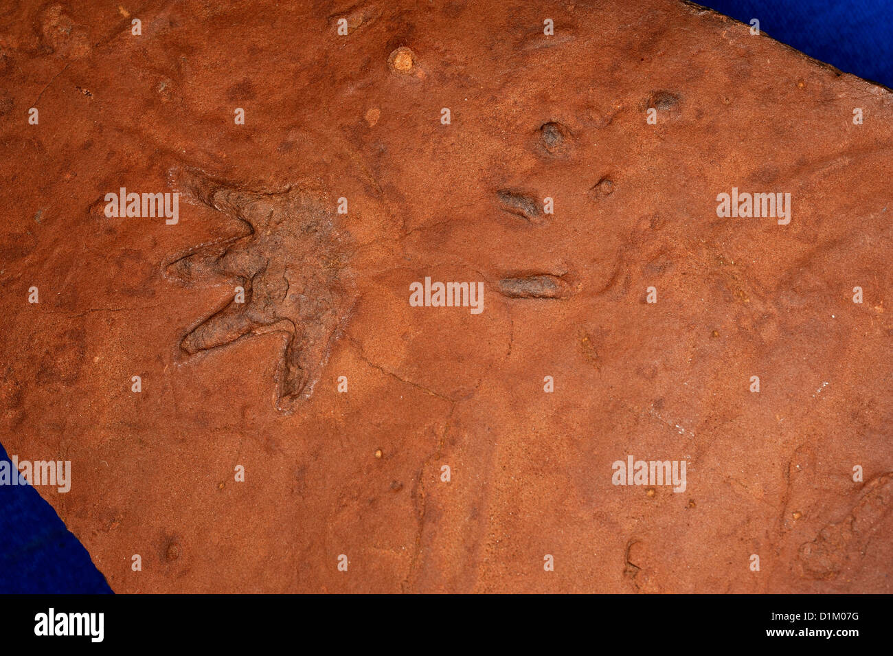 Fuß-Marke von Laoporus SP., vierbeinigen tetrapod Wirbeltiere, Synapsiden, Coconino Sandstein, Ash Fork-Bereich, Arizona Usa Stockfoto
