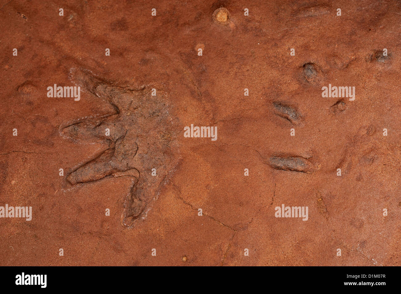 Fuß-Marke von Laoporus SP., vierbeinigen tetrapod Wirbeltiere, Synapsiden, Coconino Sandstein, Ash Fork-Bereich, Arizona, Ua Stockfoto