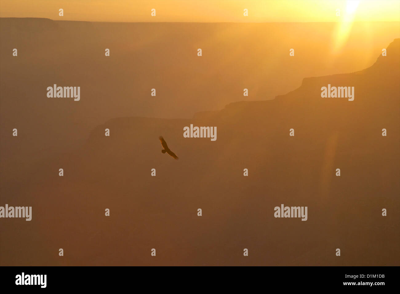 Kalifornien-Kondor, Gymnogyps Californianus, bei Sonnenuntergang aus Cape Royal North Rim, Grand Canyon National Park, Arizona, USA Stockfoto