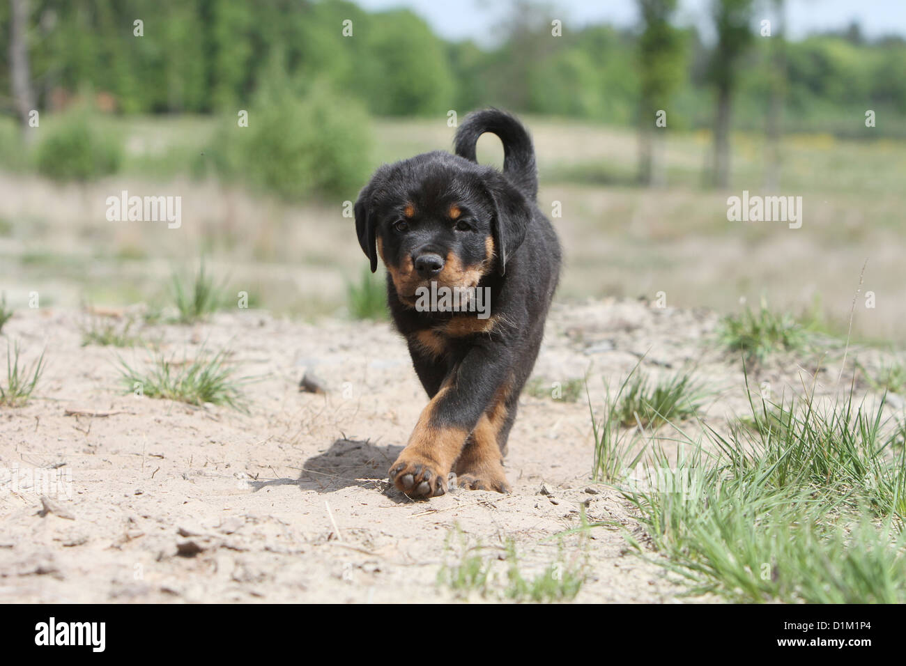 Hund Rottweiler Welpe zu Fuß Stockfoto