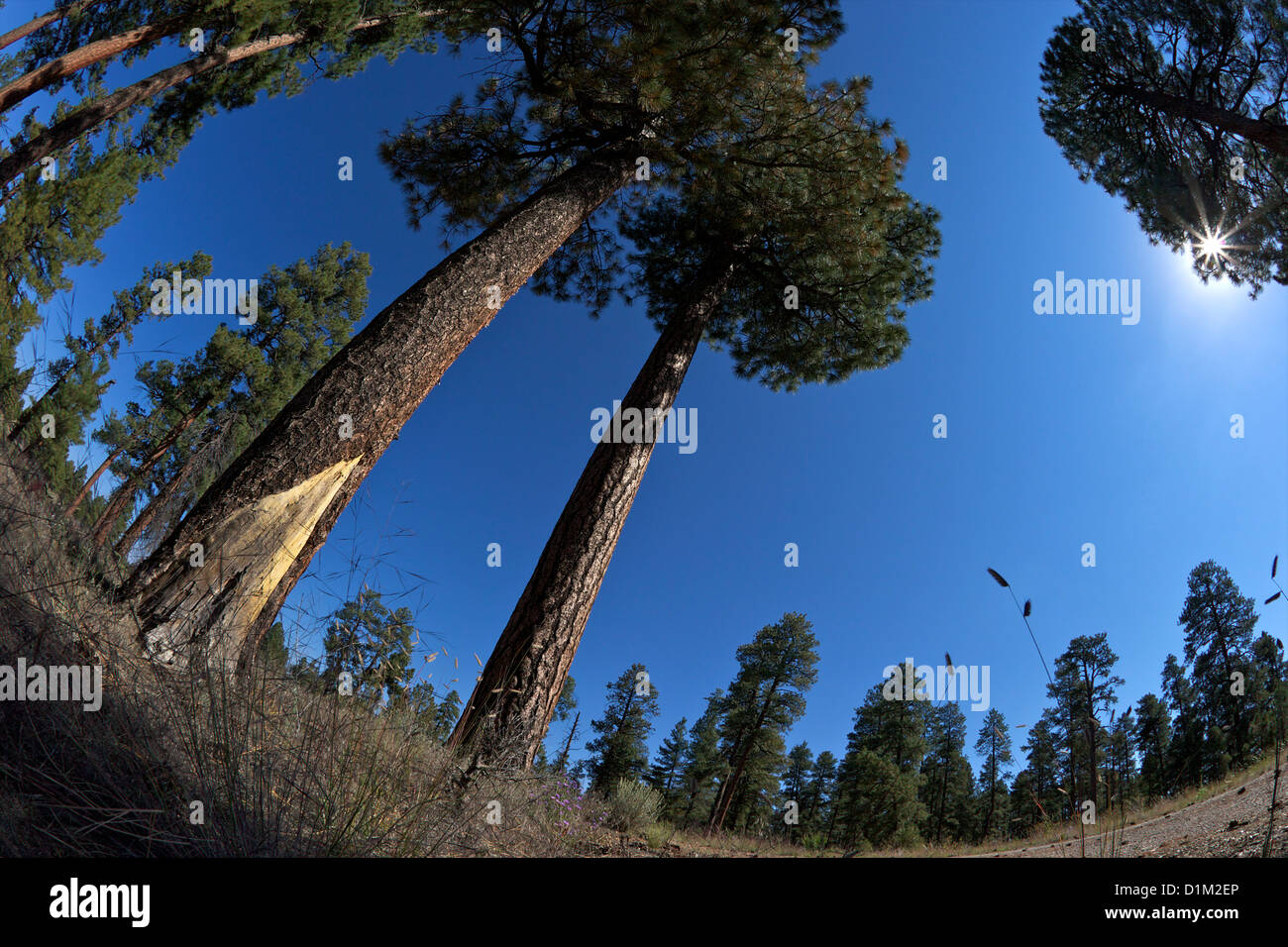 Ponderosa Pines, Pinus Ponderosa, South Rim, Grand Canyon National Park