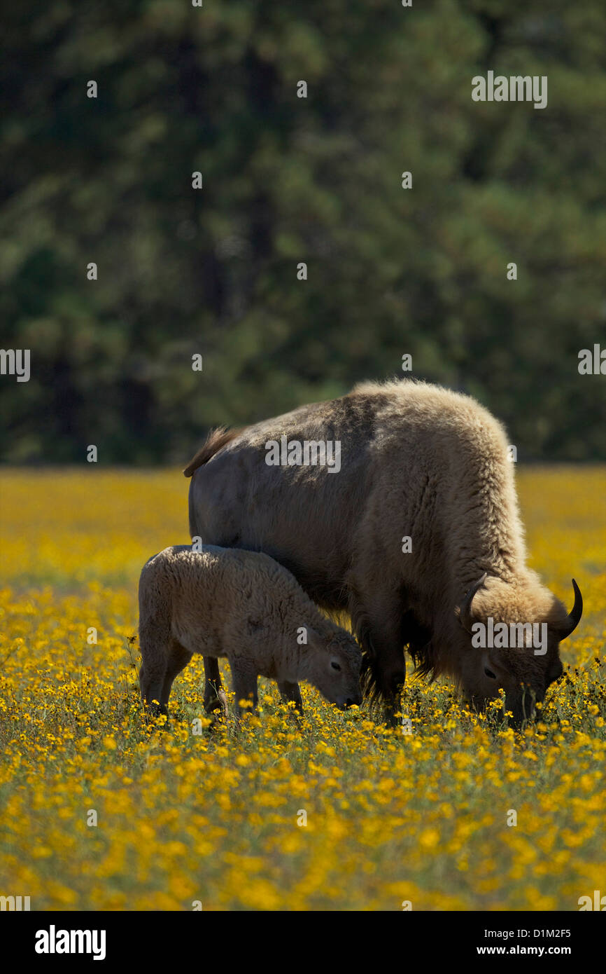 Weißen Bison oder Büffel, Bearizona Wildlife Park, Williams, Arizona, USA Stockfoto