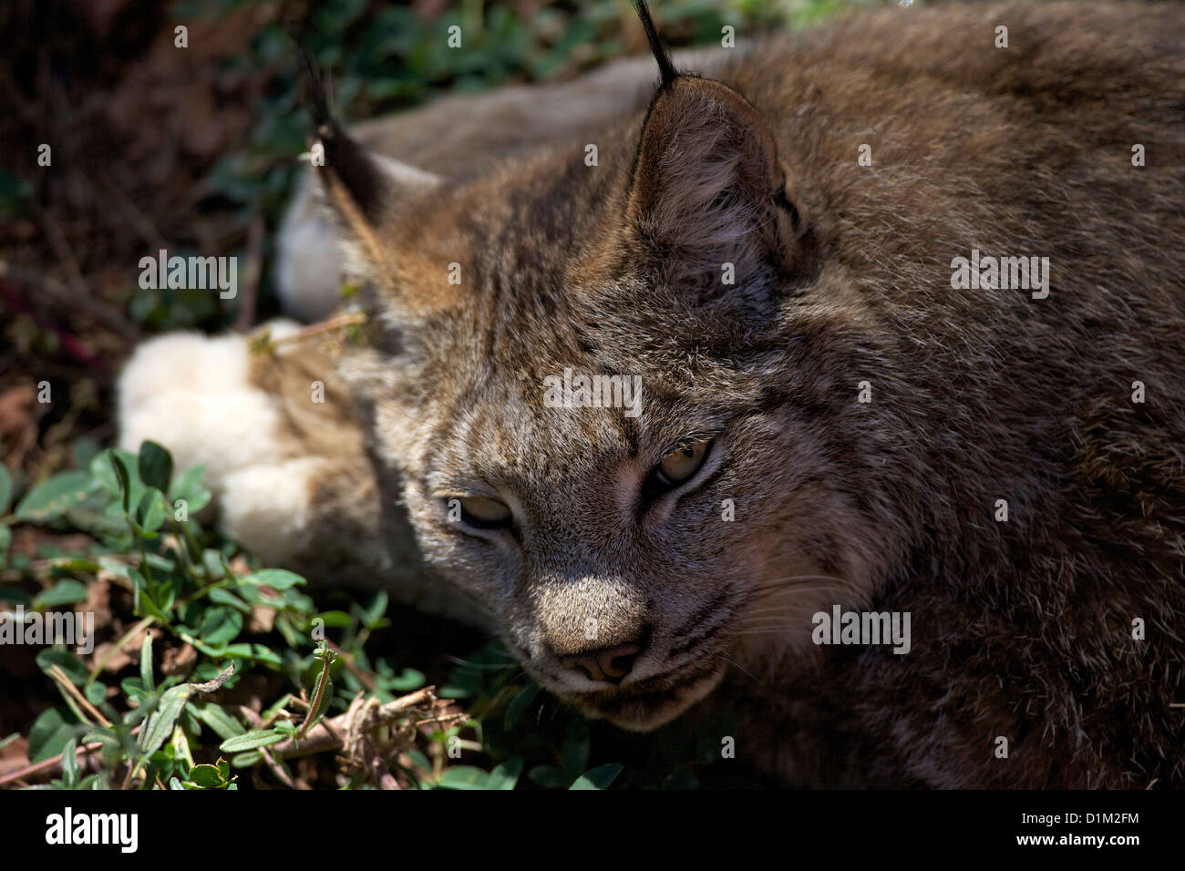 Porträt des kanadischen Luchs, Lynx Canadensis, Bearizona Wildlife Park, Williams, Arizona, USA Stockfoto