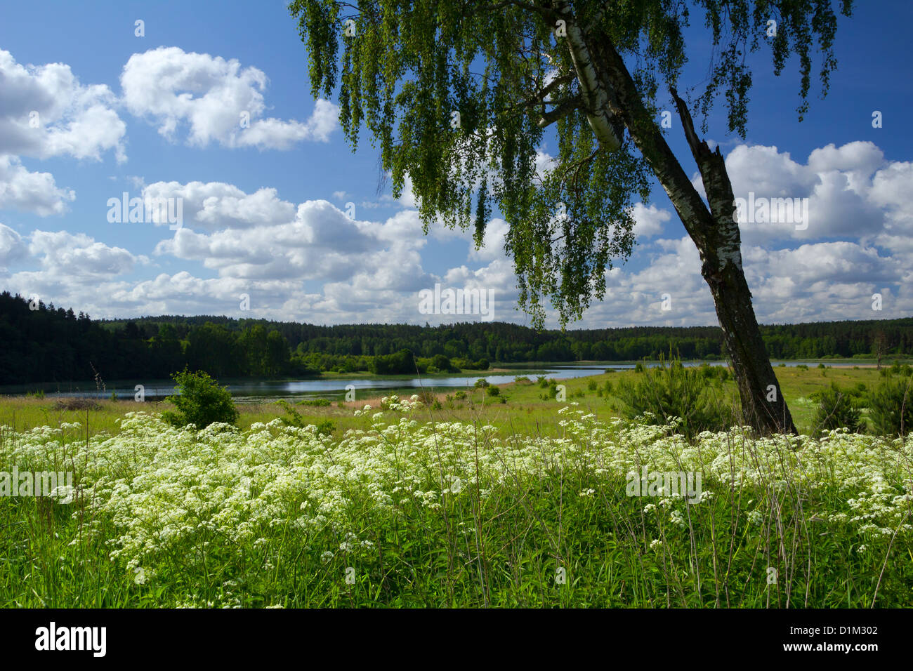Birke auf der Sommerwiese mit Blick auf den See Kielarskie. Stockfoto