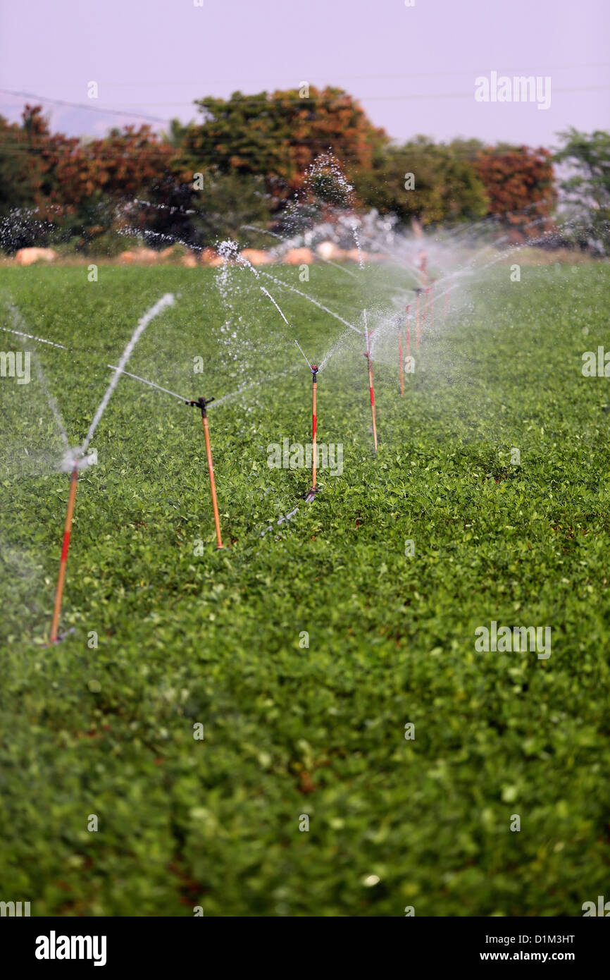 Wasser Sprinkler in einem Feld Andhra Pradesh in Indien Stockfoto