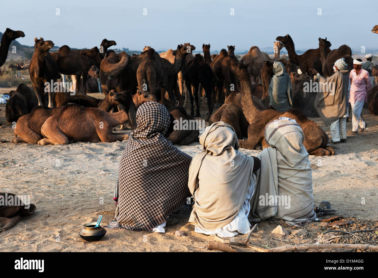 Kamel Händler sitzen auf dem Boden beobachten ihre Kamele bei der jährlichen Messe in Pushkar Rajasthan Indien camel Stockfoto