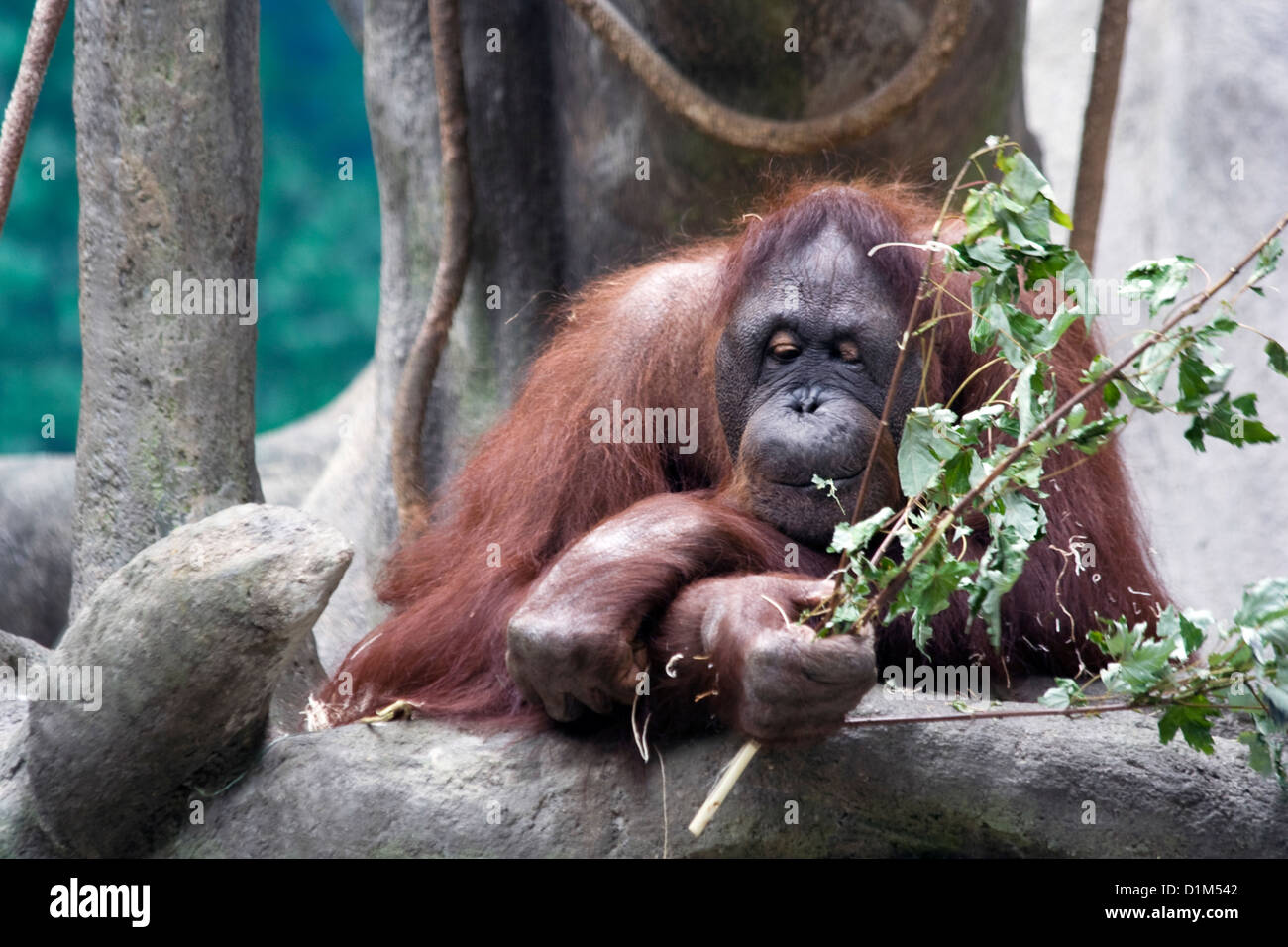 Brookfield Zoo Orang-Utan Stockfoto