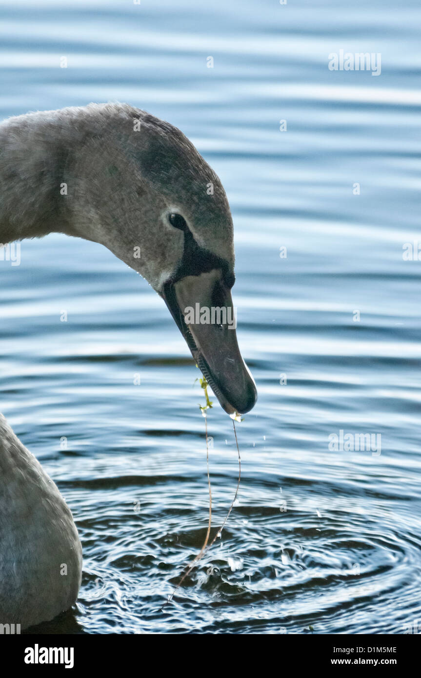 Nahaufnahme von einem Schwan Kopf im Profil, gegen Plätschern des Wassers, mit Unkraut im Schnabel; Blaustich. Stockfoto