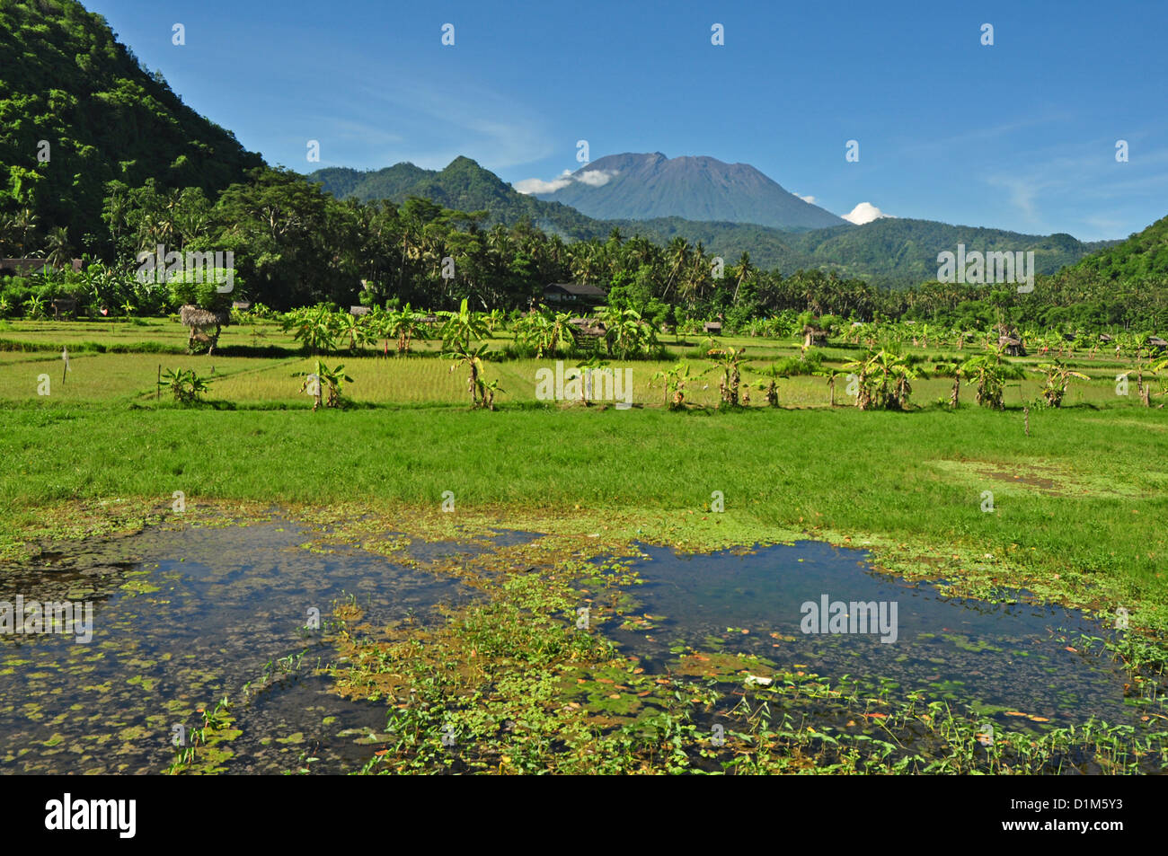 Indonesien, Bali, Padang Bai, typische Reis Feld Landschaft mit Mt Gunung Agung auf Rückseite Stockfoto