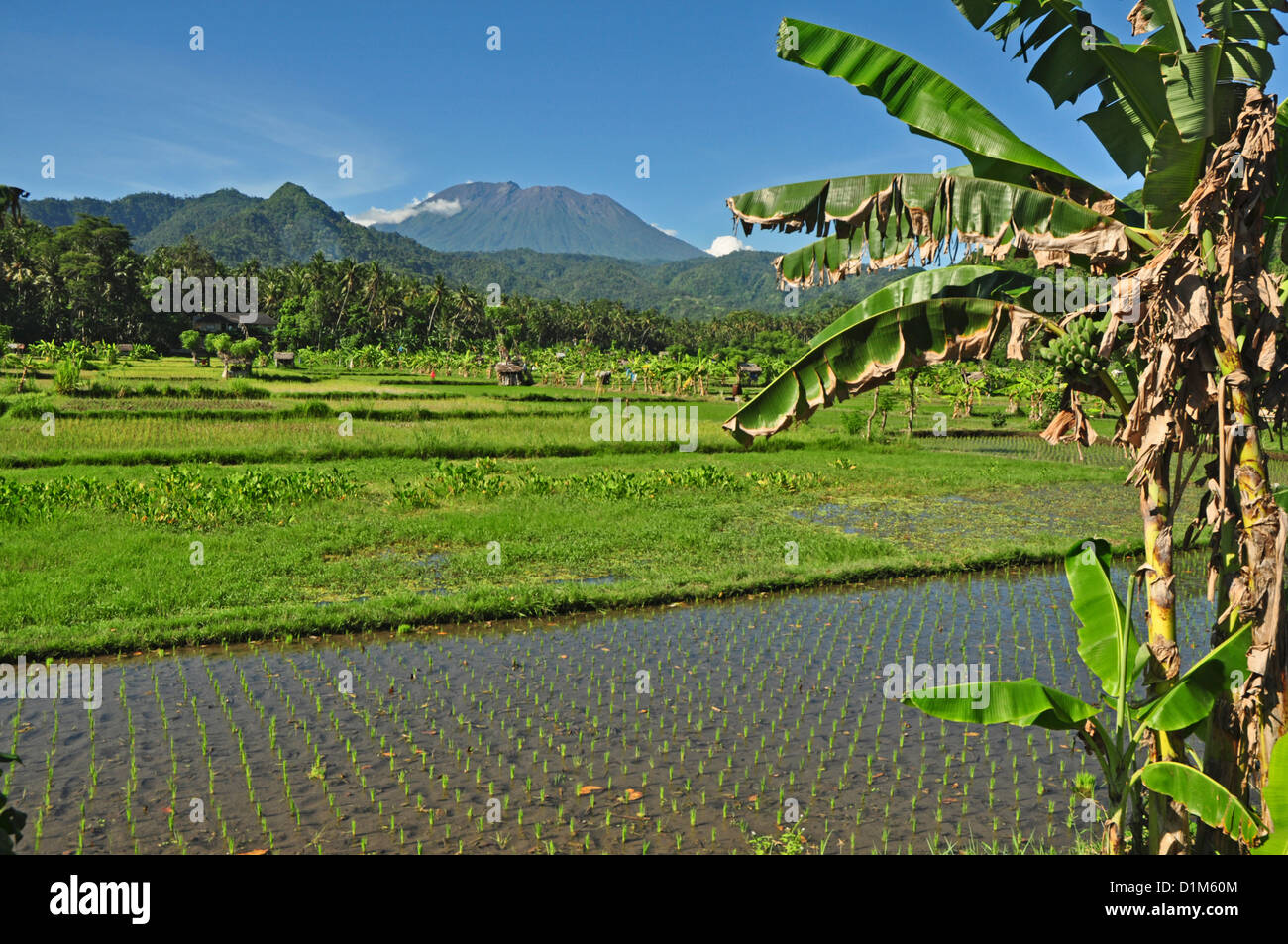 Indonesien, Bali, Padang Bai, typische Reis Feld Landschaft mit Mt Gunung Agung auf Rückseite Stockfoto