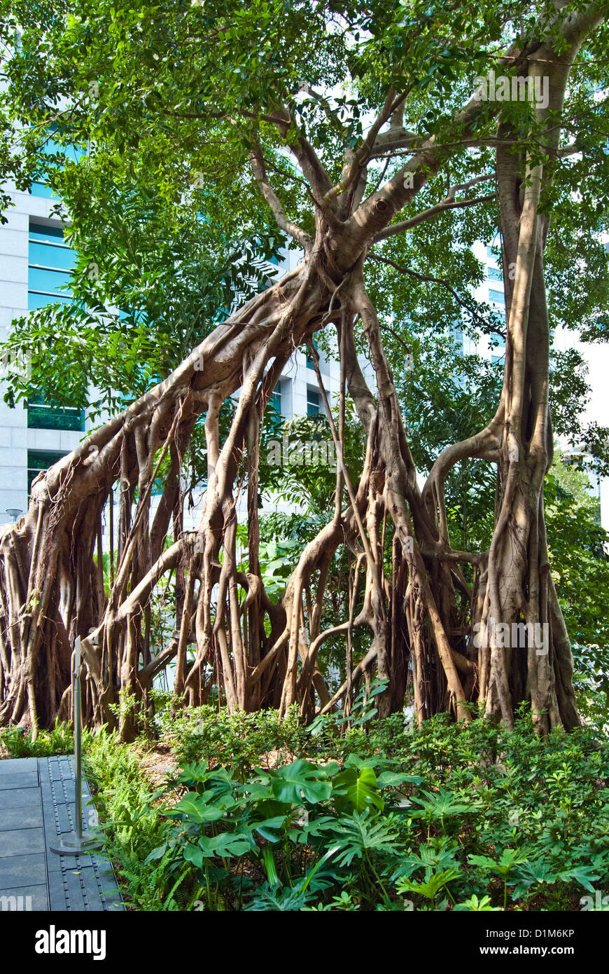 Banyan-Baum Stockfoto