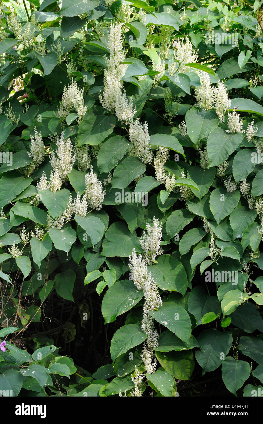 Japanischer Staudenknöterich - Fallopia Japonica Invasive gebietsfremde Pflanzen Stockfoto