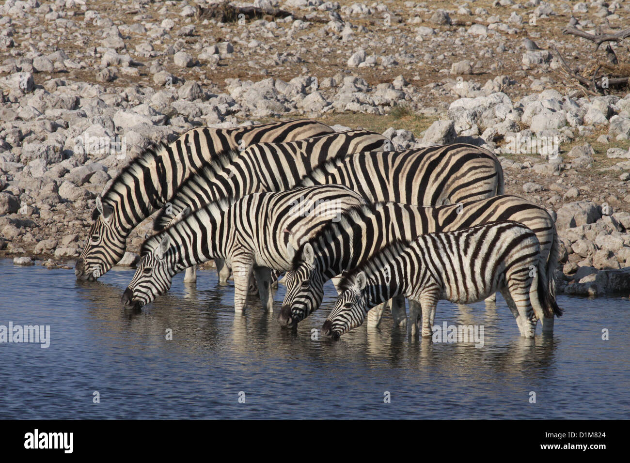 Burchell Zebras trinken an einem Wasserloch im Etosha Nationalpark, Namibia Stockfoto