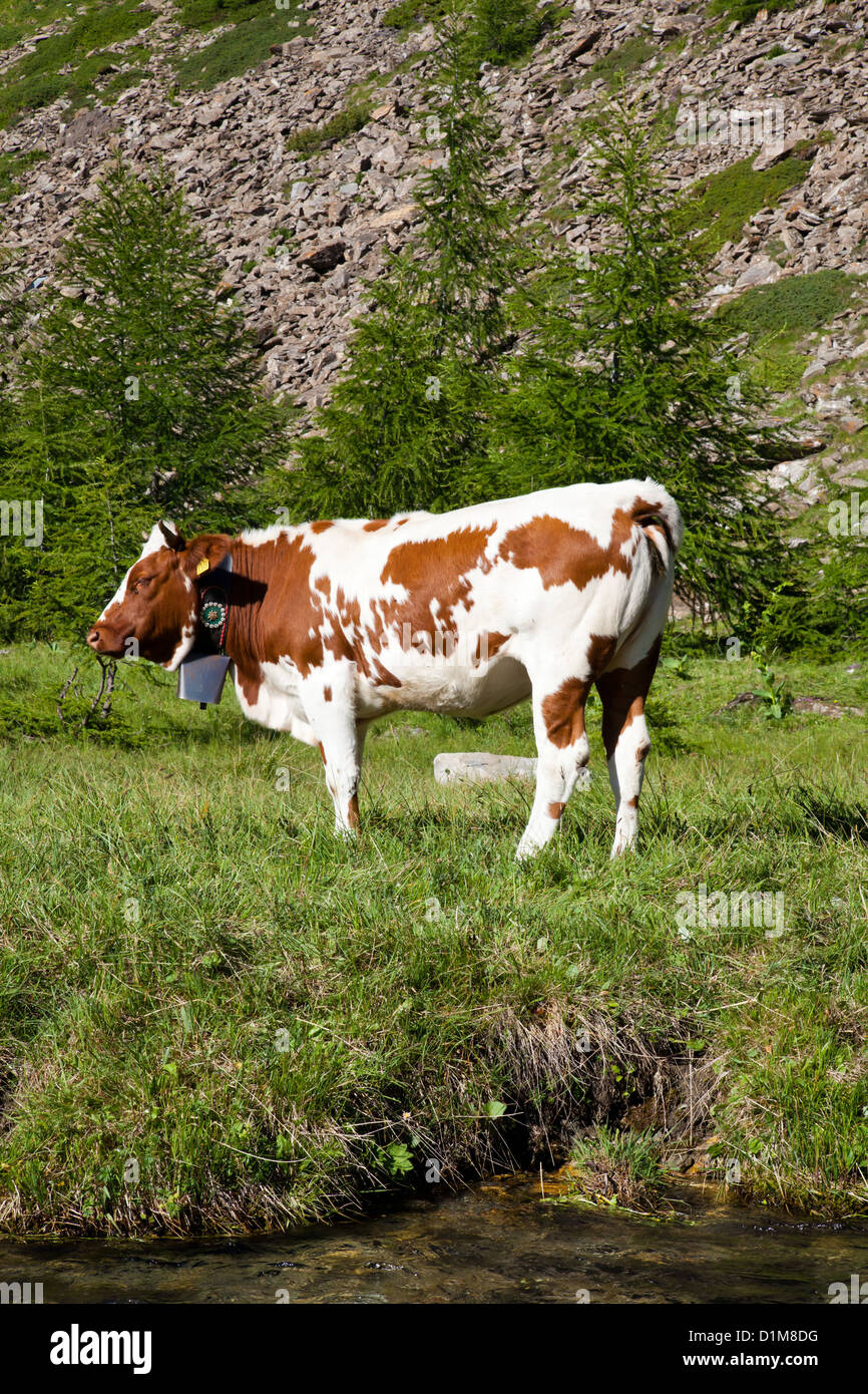 Italienische Kühe an einem sonnigen Tag in der Nähe von Susa, Piemont, Italienische Alpen Stockfoto