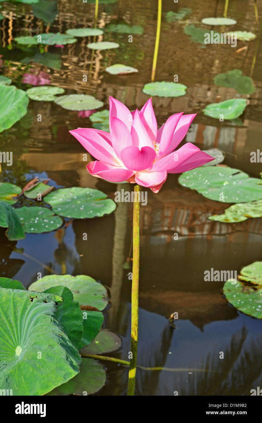 Indonesien, Bali, Ubud, Lotusblüte im pool Stockfoto