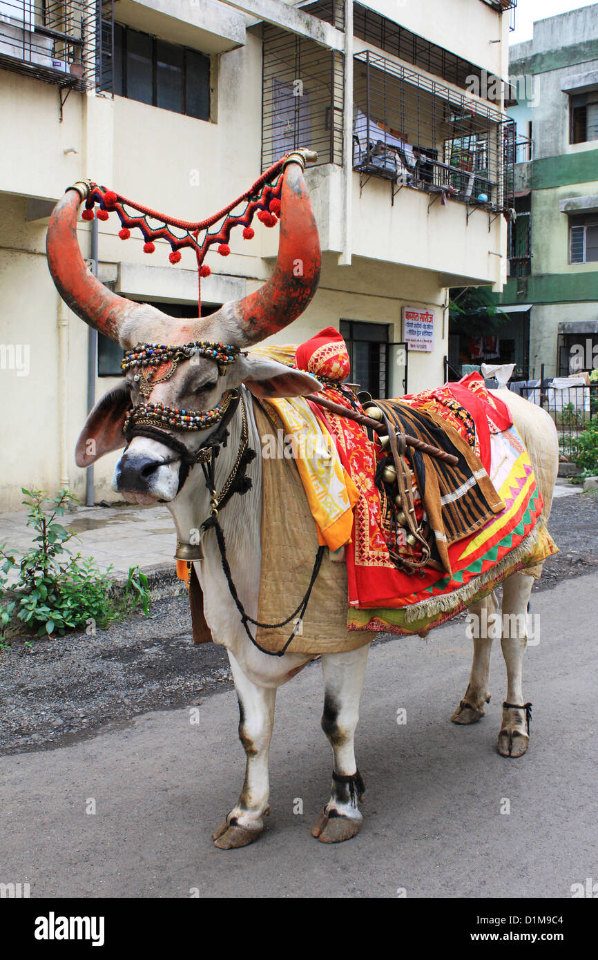 Eine dekorierte Heilige Stier (Nandi) in Bibwewadi, Pune, Maharashtra, Indien Stockfoto