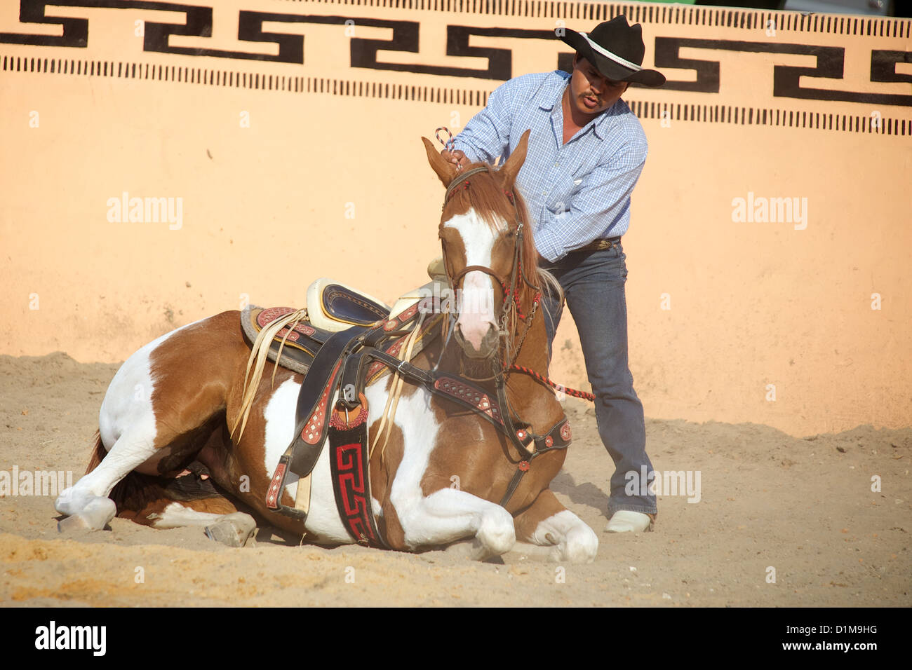 Mexikanische Charro Reiter mit liegend Pferd, TX, USA Stockfoto