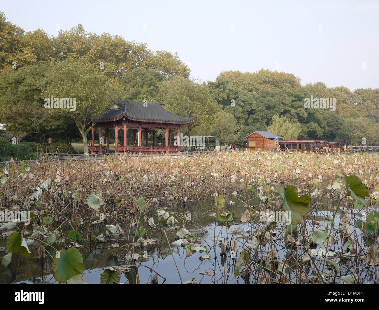 Tote sterben Verfall Lotus Teich Herbst Saison china Stockfoto