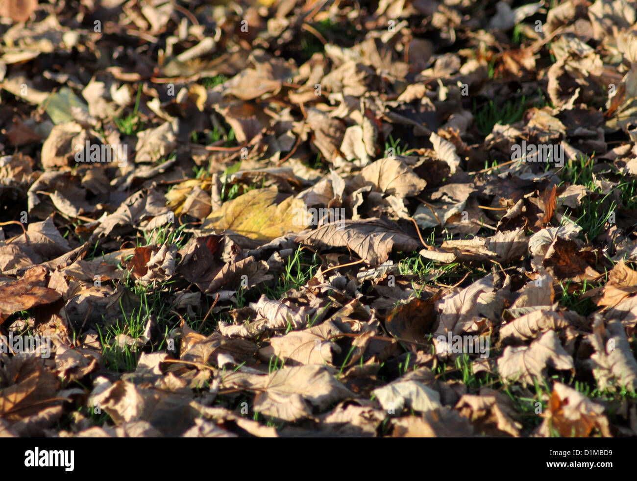 Herbst Blätter auf dem Boden verstreut Stockfoto