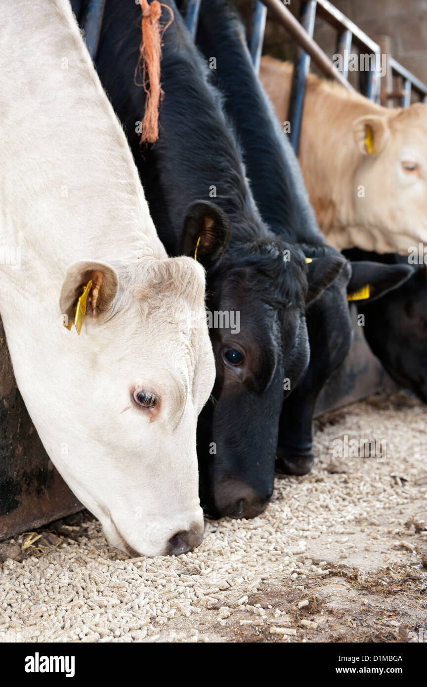 Mutterkuhhaltung Viehfutter Essen Konzentrat durch feed-Schranke, Cumbria, UK Stockfoto