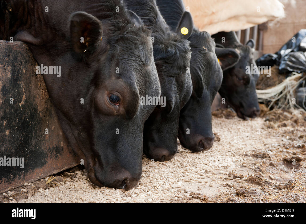 Mutterkuhhaltung Viehfutter Essen Konzentrat durch feed-Schranke. Stockfoto