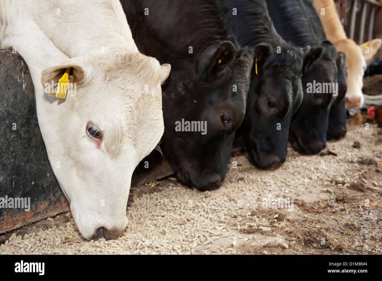 Mutterkuhhaltung Viehfutter Essen Konzentrat durch feed-Schranke, Cumbria, UK Stockfoto