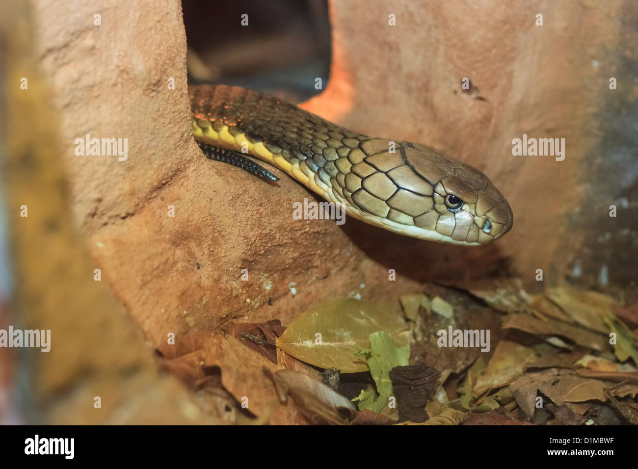 Königskobra (Ophiophagus Hannah), Randers Regnskov Zoo, Randers, Dänemark Stockfoto