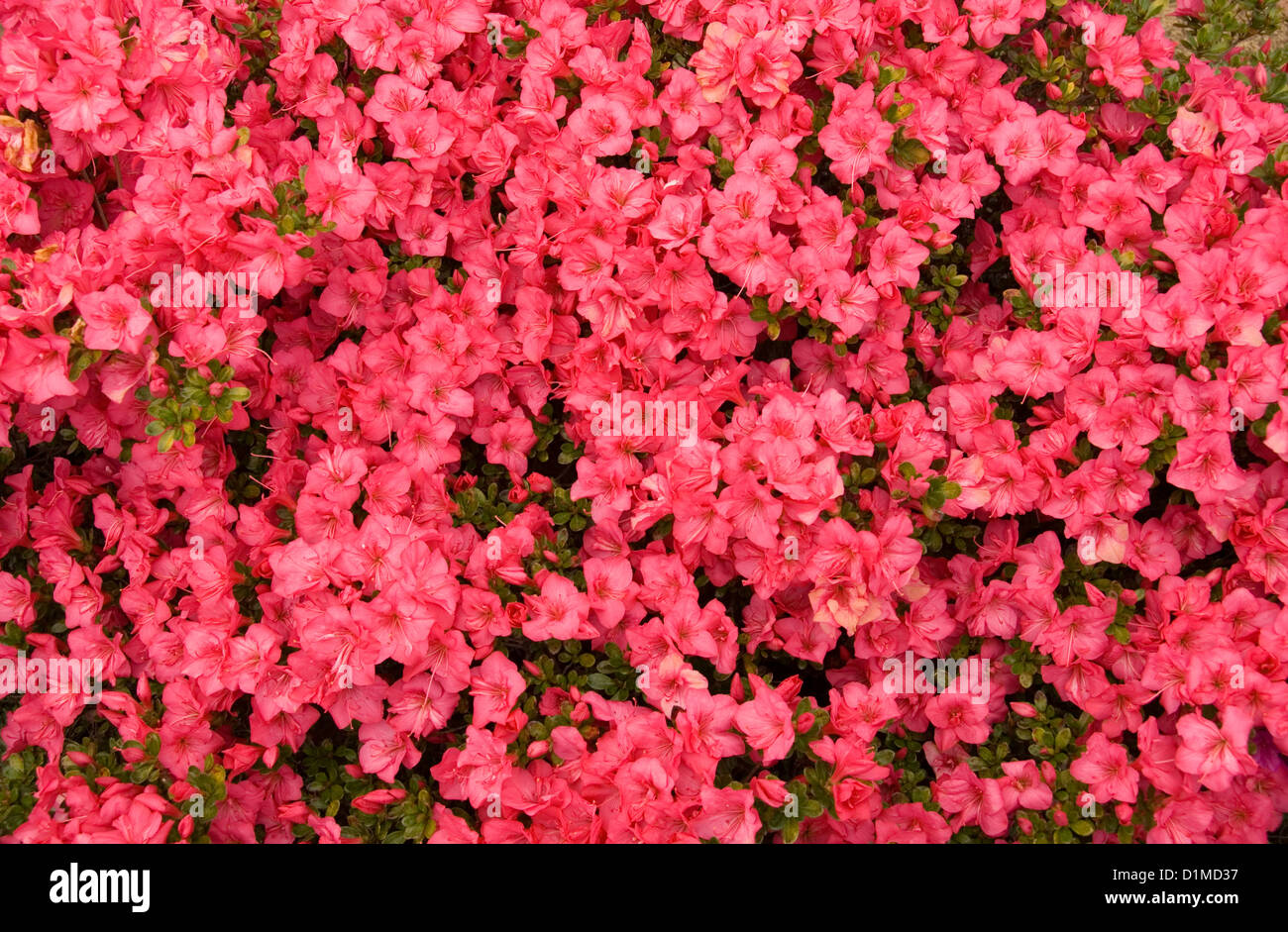 Kurume Azalee Busch in voller Frühling blühen Stockfoto