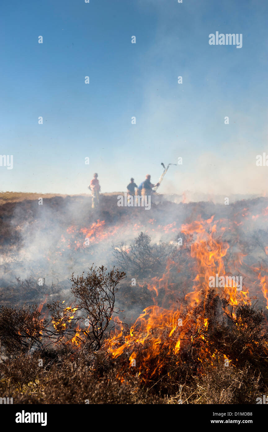 Feuerwehr-imediatly, ein Heide zu kontrollieren moor brennen, die begonnen hatte, außer Kontrolle, Cumbria, England zu beschreiten. Stockfoto