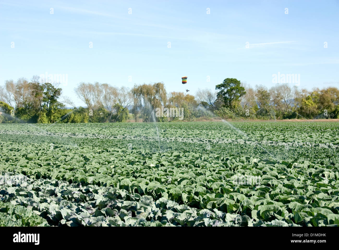 Kohl wächst in einem bewässerten Garten Markt Stockfoto