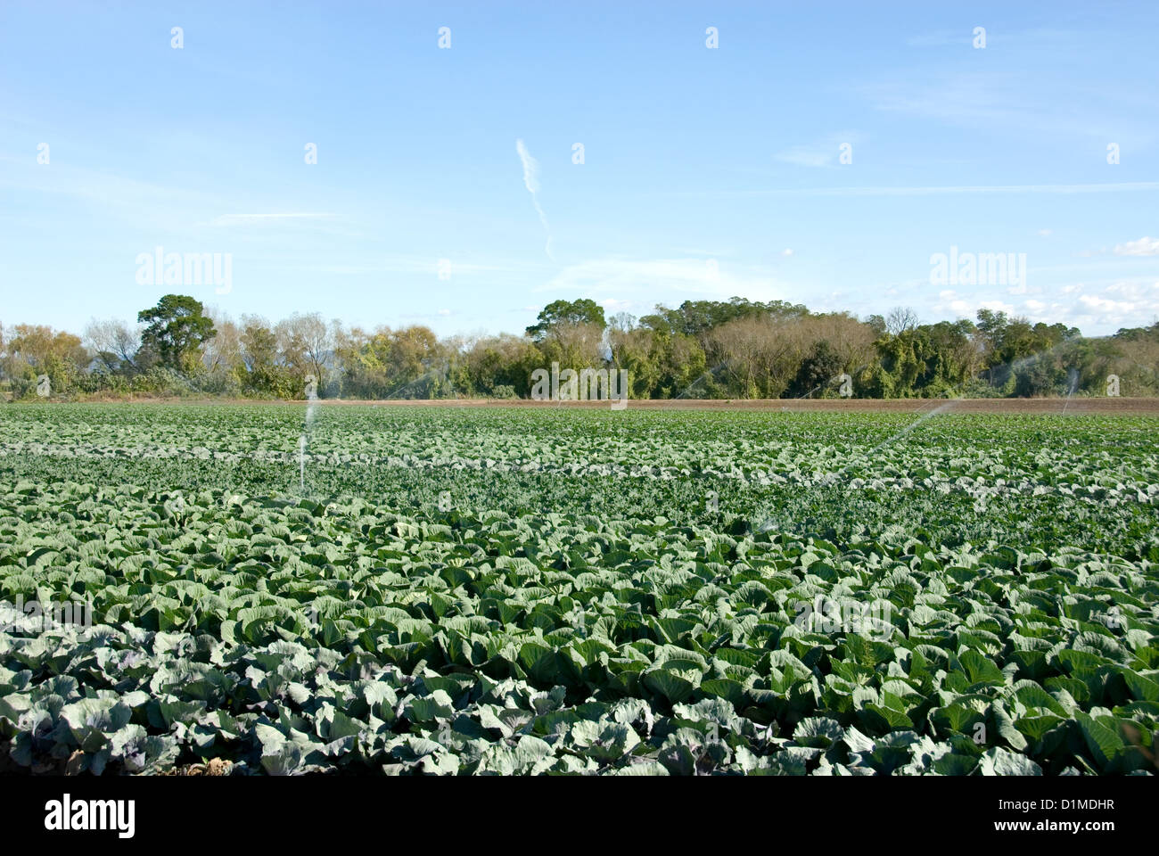 Kohl wächst in einem bewässerten Garten Markt Stockfoto