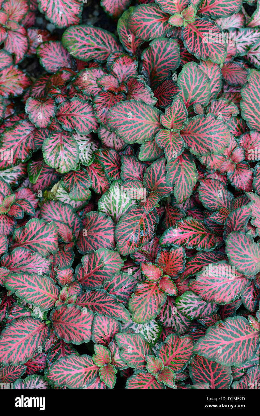 Nerven oder Mosaik Pflanze: Fittonia Albivenis (Verschaffeltii Group) 'Forest Flame' Stockfoto