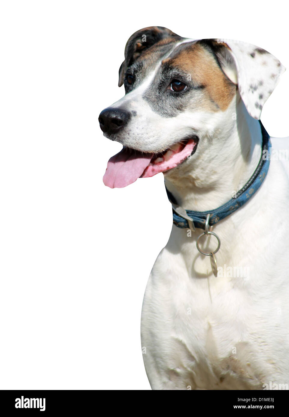 Gesunden und glücklichen Hund mit Zunge heraus isoliert auf weißem Hintergrund mit Textfreiraum. Stockfoto