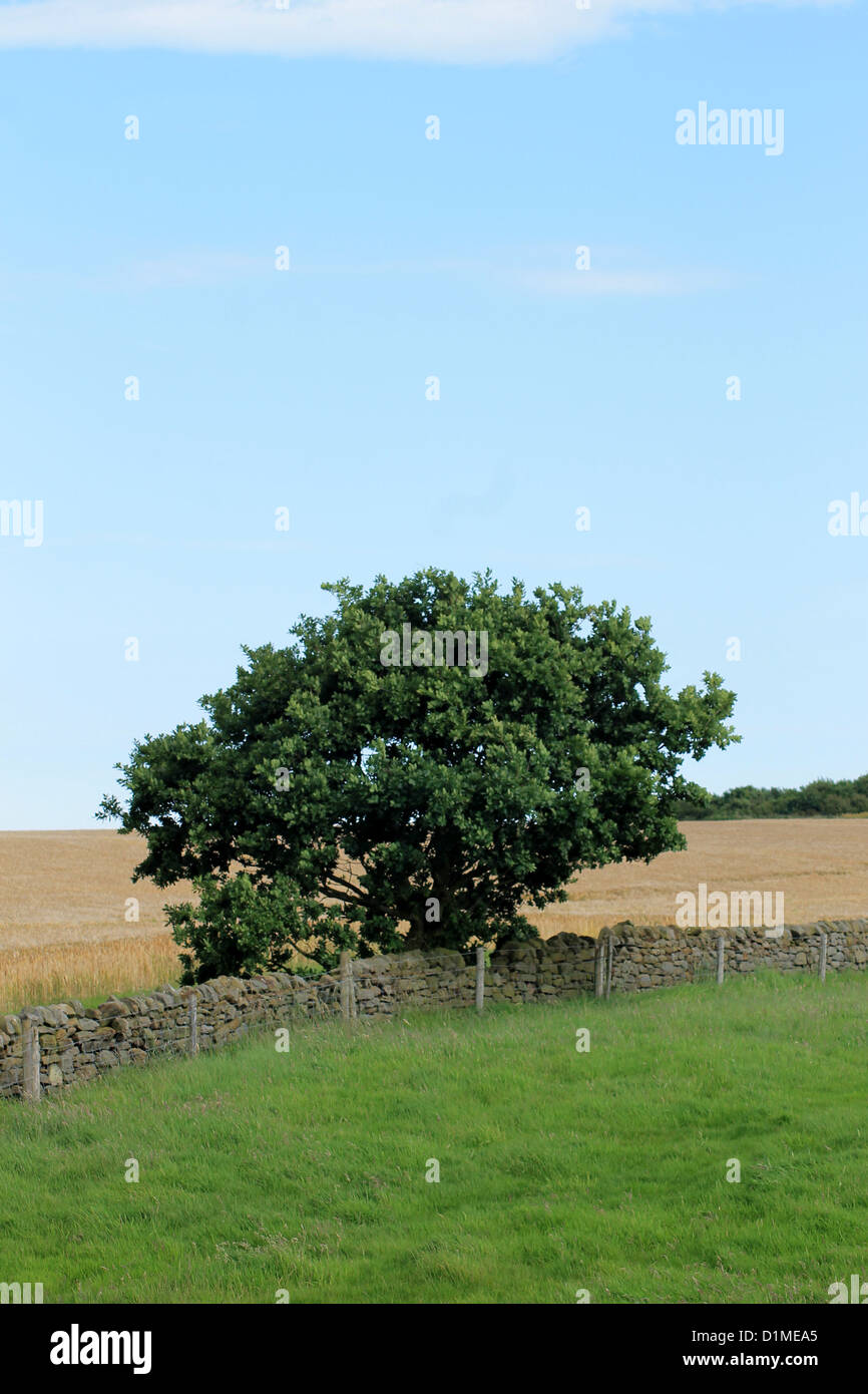 Einsamer Baum und Trockenmauer in englischen Landschaft. Stockfoto