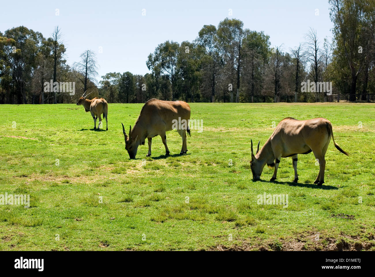 Gemeinsame Eland grasen auf einer Grünfläche von einem australischen Zoo Stockfoto