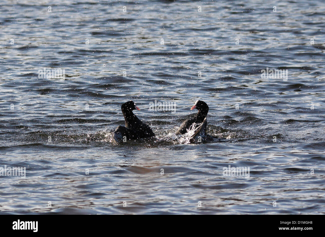 Blässhühner kämpfen Stockfoto