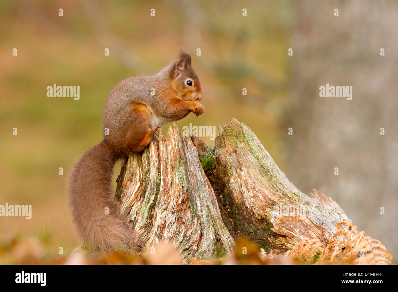 Eichhörnchen Sciurus Vulgaris, Essen eine Nuss auf einem Baumstumpf in der Glen More Wald, Schottland. Stockfoto