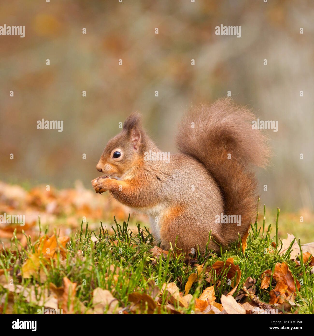 Eichhörnchen Sciurus Vulgaris, Essen eine Nuss in der Glen More Wald, Schottland. Stockfoto