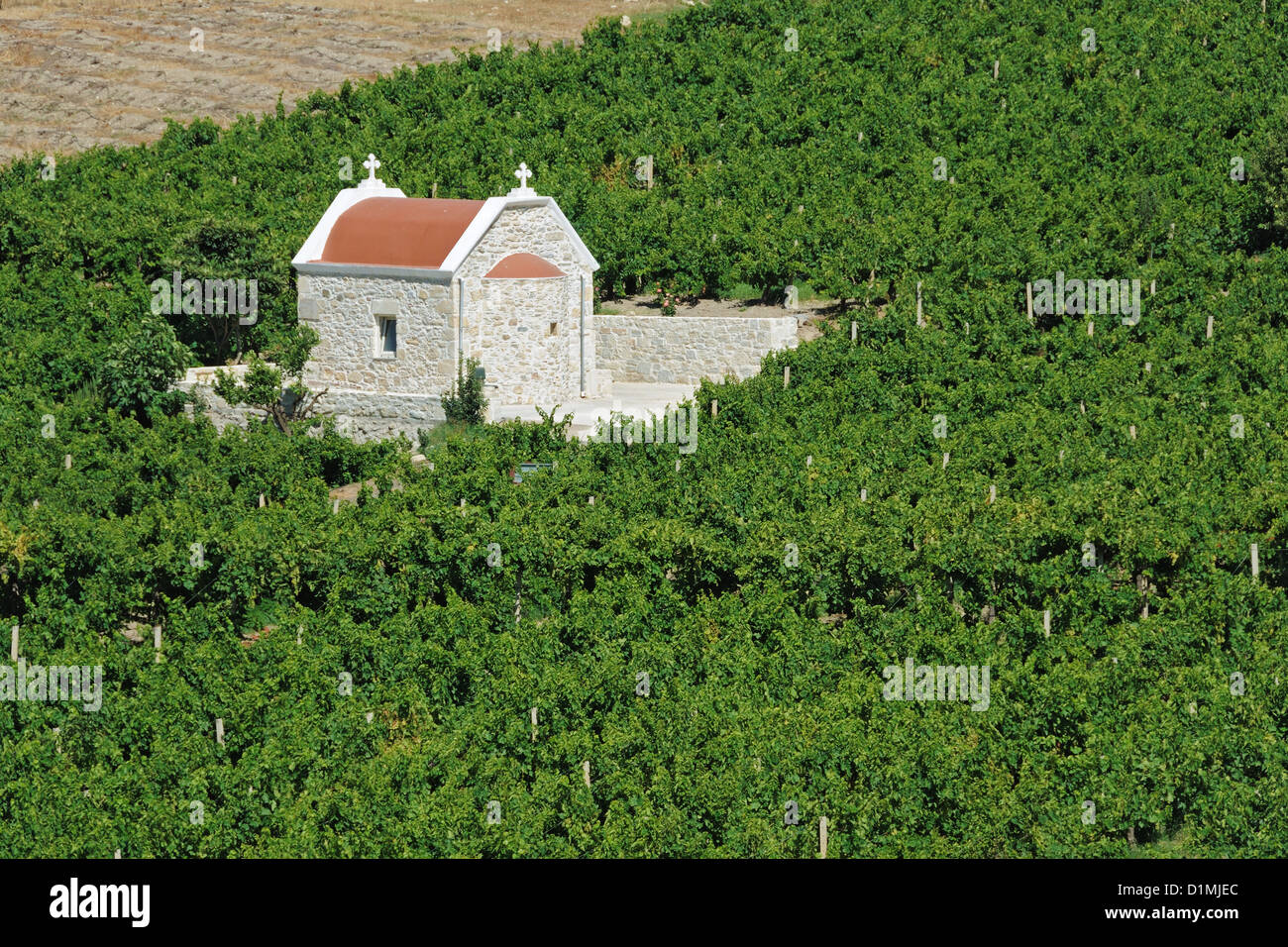 Eine Kirche mitten in einem Weinberg in Kreta, Griechenland Stockfoto