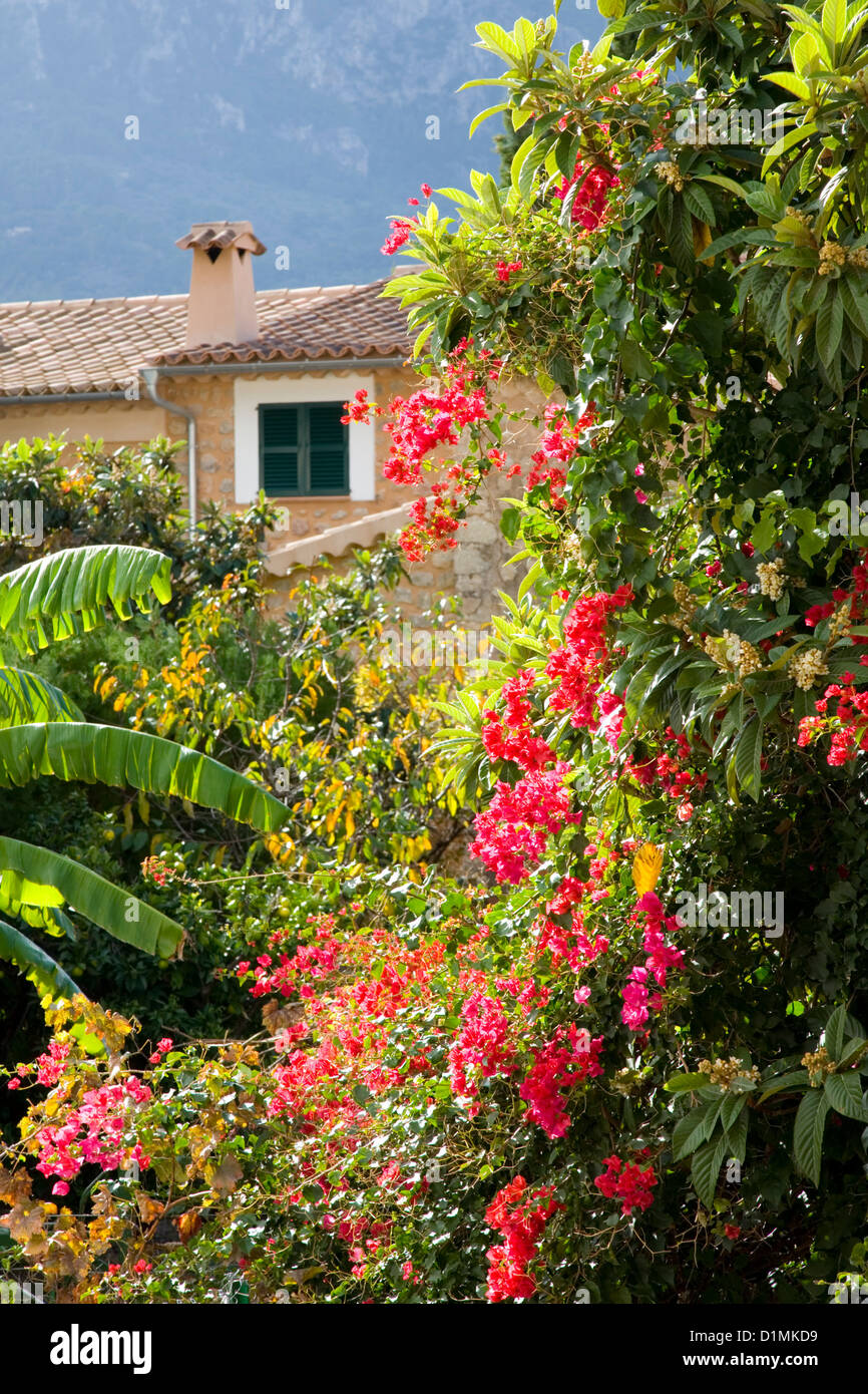 Sóller, Mallorca, Balearen, Spanien. Bunte Blumen inmitten üppiger Vegetation am Rande der Stadt. Stockfoto