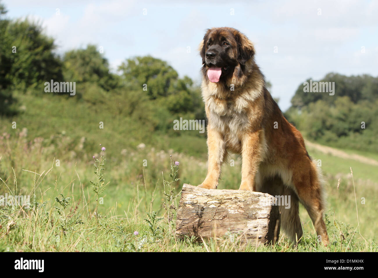 Leonberger Erwachsenen stehen auf einem Holz Hund Stockfoto, Bild