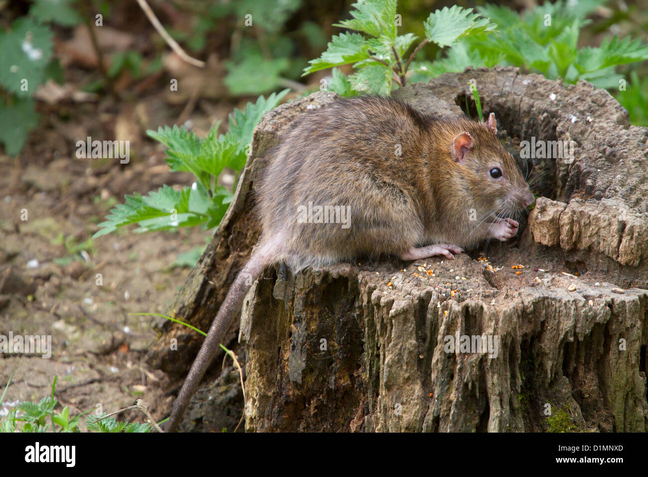 Braune Ratte - Rattus Norvegicus - in Warwickshire, England, UK Stockfoto