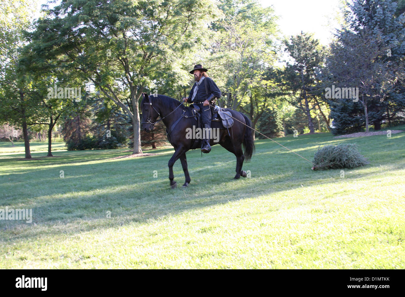 Ein Cowboy auf einem Pferd ziehen einen Weihnachtsbaum Stockfoto