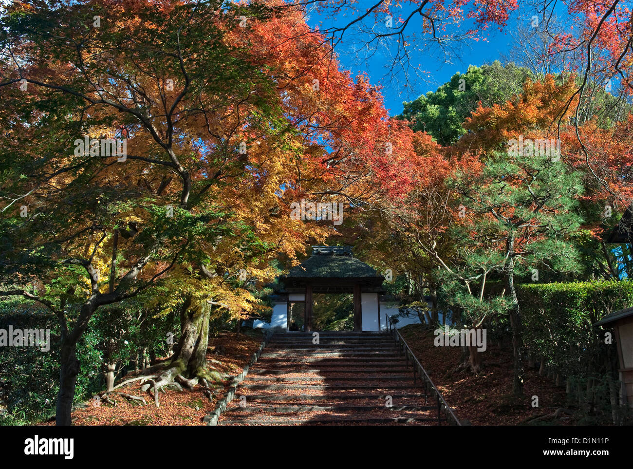 Herbstlaub überhängend das Tor zum Anraku-ji Tempel, gleich neben dem berühmten Philosophenweg im Osten von Kyoto, Japan Stockfoto