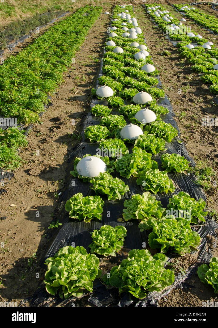 Bereich der Kopfsalat, Community, Landwirtschaft, Frankreich. Stockfoto