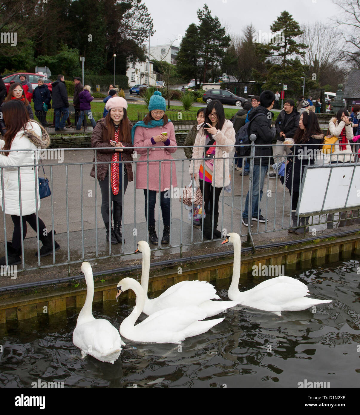 Japanische weibliche Touristen fotografieren von lokalen Schwänen Bowness frontseitig Stockfoto
