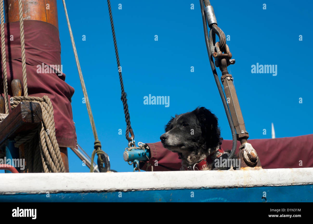 schwarzer Hund auf dem Deck eines Fischerbootes Stockfoto