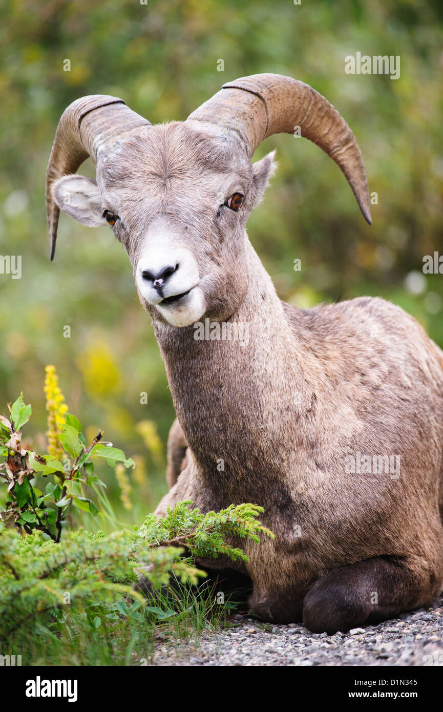 Dickhornschafe (lat. Ovis Canadensis) in Jasper Nationalpark, Kanada Stockfoto