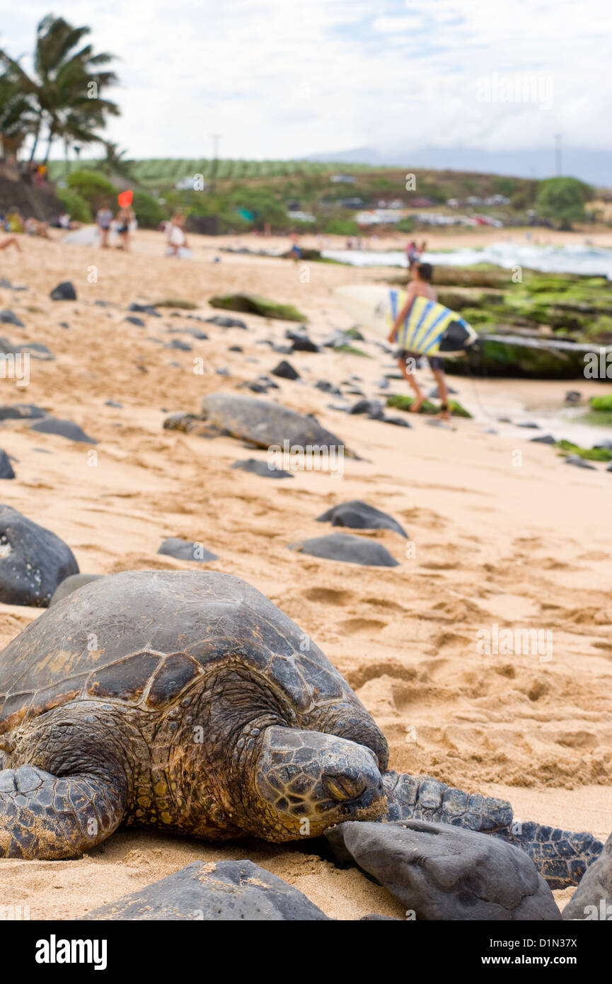 Zwei grüne Meeresschildkröten ausruhen am Strand von Hookipa Park auf der Insel Maui. Stockfoto