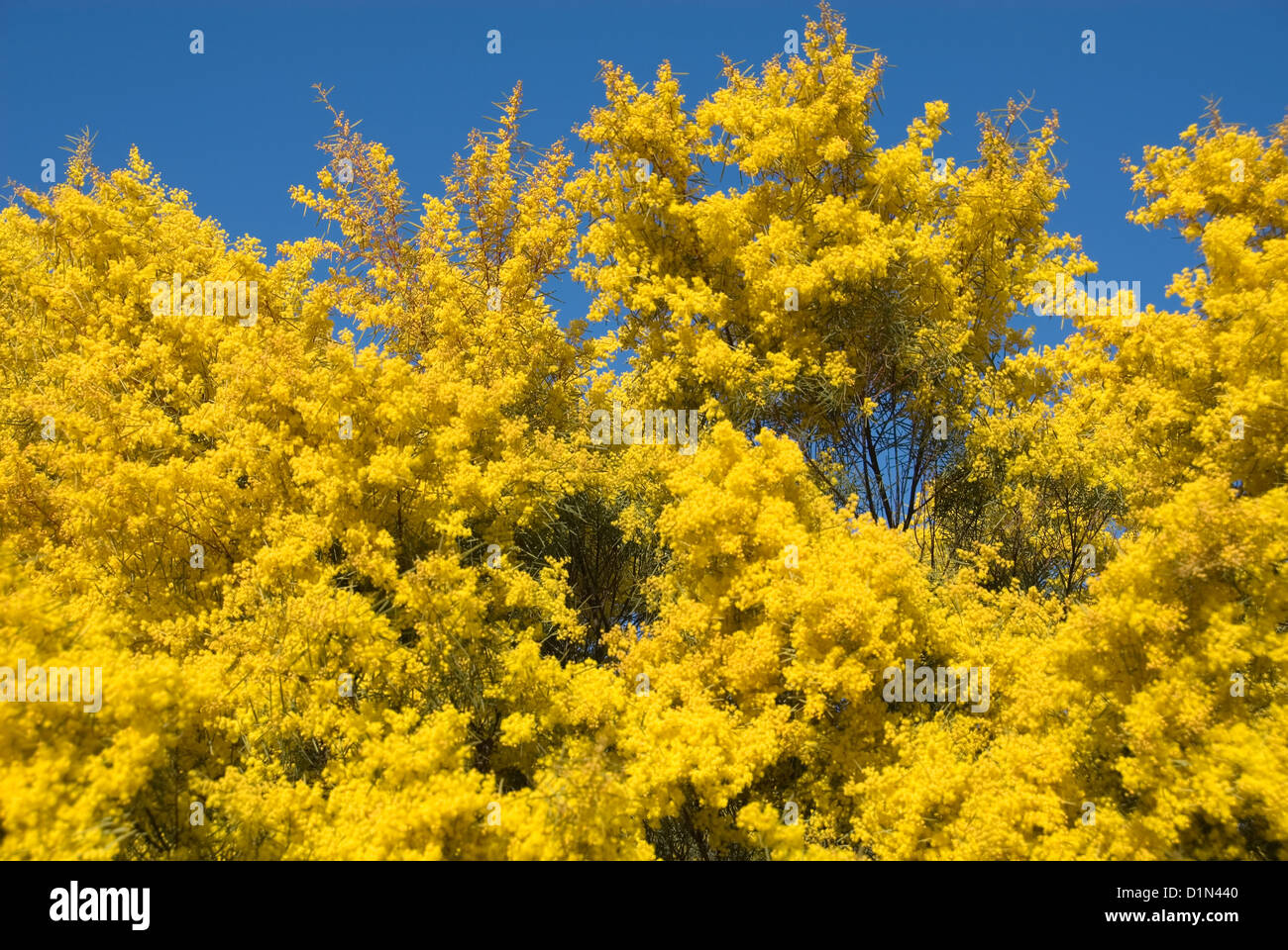 Ein Flechtwerk Busch in voller Frühling blühen Stockfoto